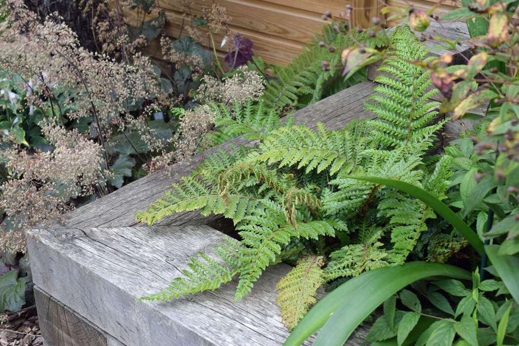 Oak sleeper raised beds and ferns